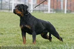 prada von wadge rottweiler|Rottweiler Puppies .